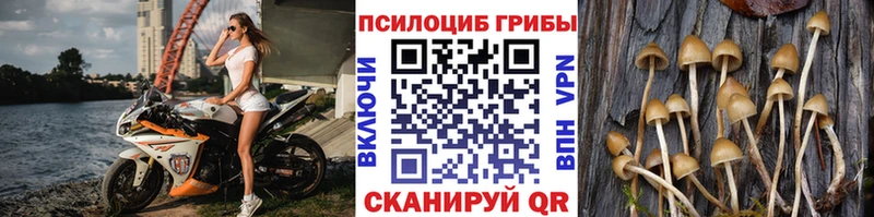 Псилоцибиновые грибы Psilocybe Урус-Мартан